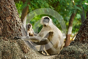 A baby vervet monkey mother, chlorocebus pygerythrus, with her cub on a tree in the wild photo