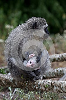 Baby Vervet Monkey and Mother photo