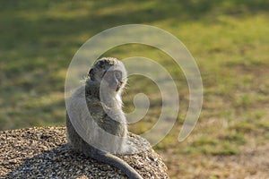 Baby vervet monkey sitting on a rock