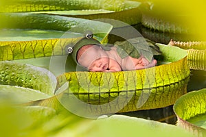 Baby on a victoria regina lotus leaf