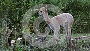 Baby Vicuna, Vicugna Vicugna, relatives of the llama