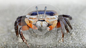 baby violinist crab with small orange claws on the sand, macro photo of the see life on the beach