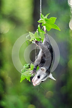 Baby Virginia Opossum hanging by tail from branch