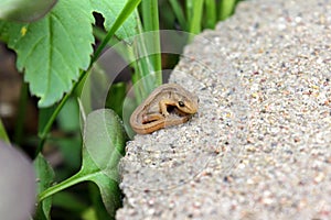 Baby of viviparous lizard