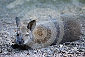Baby wallaby lying down