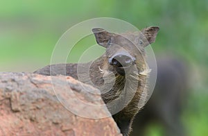 Baby warthog in Kruger Park