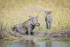 Baby warthog leaving mother wallowing in mud