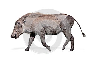 Baby Warthog Walking Side Isolated