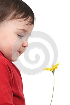 Baby watching a daisy