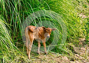 Baby water buffalo , Mekong river