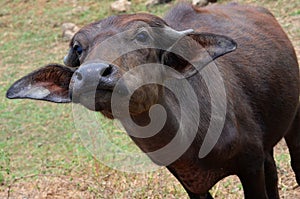 Baby water buffalo, Sri Lanka