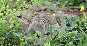 Baby water pipit among flowers