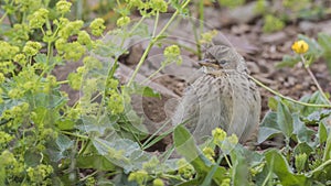Baby Water Pipit among Flowers Looking Left