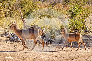 A baby waterbuck with his mother  Kobus Ellipsiprymnus walking, Ongava Private Game Reserve  neighbour of Etosha, Namibia.