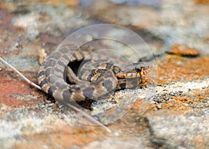 Baby Watersnake