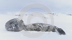 Baby Weddell sea seal. Close-up of cute face