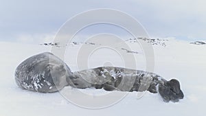 Baby Weddell sea seal. Close-up of cute face