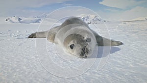 Baby Weddell Seal On Antarctica Snow Land Close-Up. Polar Landscape.