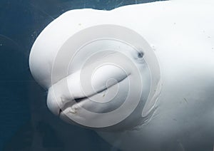 Baby White Beluga close up looking through the glass at an aquarium