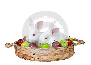 Baby white bunny rabbits in an apple basket isolated