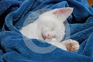 White cat sleeping in a blue blanket