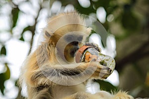 Baby white cheeked gibbon