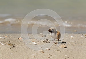 Baby of White-cheeked Tern