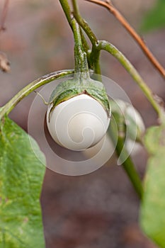 Baby White Eggplant