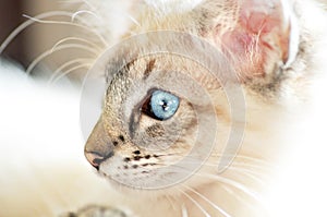 Baby white fluffy kitten with bright blue eyes closeup portrait