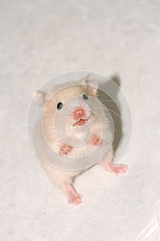 Baby white hamster