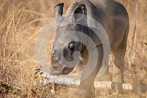 Baby White rhino calf in the high grass