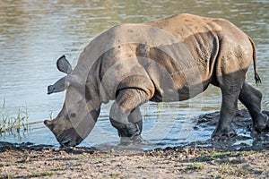 Baby White rhino calf playing in the water