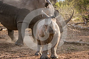 Baby White rhino with his mother.