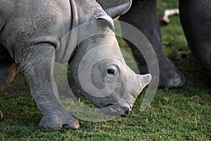 Baby white rhino / rhinoceros calf.