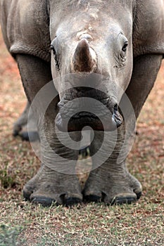 Baby white rhino / rhinoceros calf.