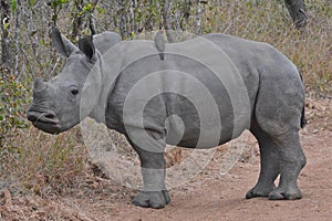 Baby White Rhinoceros Calf