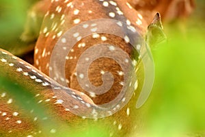 A baby white spotted deer is hiding in the grassland