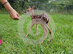 Baby White Tail Fawn