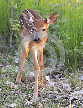 Baby White-tailed Deer Bambi portrait into the grass, Quebec