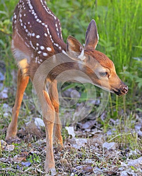 Baby White-tailed Deer Bambi portrait into the grass, Quebec