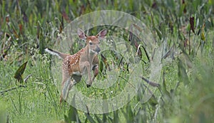 Baby white tailed deer excitable running like a puppy