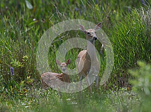 Baby white tailed deer excitable running like a puppy