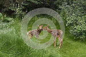 Baby white-tailed fawn deer touching each other in a grassy meadow