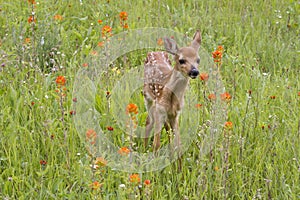 Baby White Tailed Fawn Standing in Orange Wildflowers