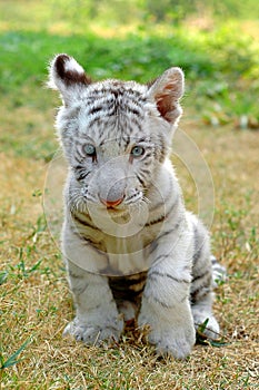 Baby white tiger