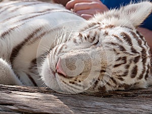 Baby white tiger sleeping