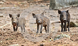 Baby wild boar