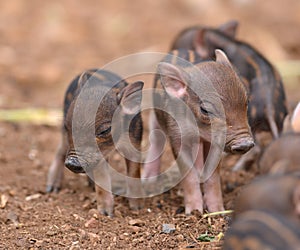 Baby wild boar