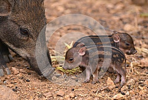 Baby wild boar