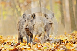 Baby wild boar in autumn forest. Wildlife scene from nature